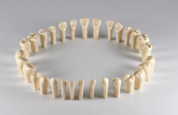 Комплект из 28 интактных зубов
