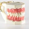 Демонстрационная модель зубочелюстного аппарата взрослого человека с интактными зубами и розовой десной