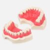 Модель верхней и нижней челюсти с 28 интактными зубами для отработки навыков препарирования зубов